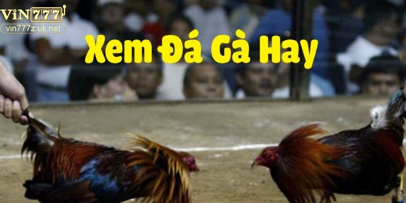 Chiến thuật chọn gà và phân tích trận đấu