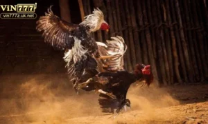 Đặc điểm nổi bật của đá gà thomo