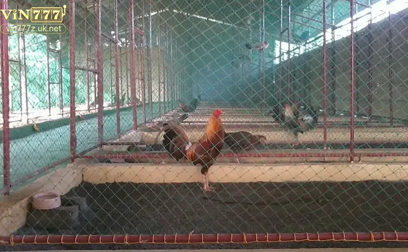 Kỹ thuật huấn luyện và chăm sóc gà đá hiệu quả