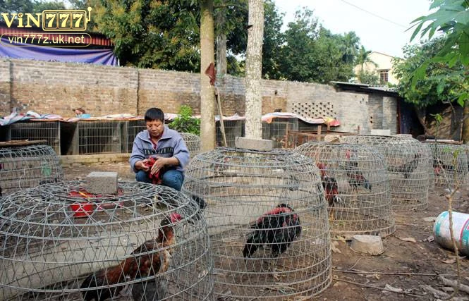 Chăm sóc sau trận đấu